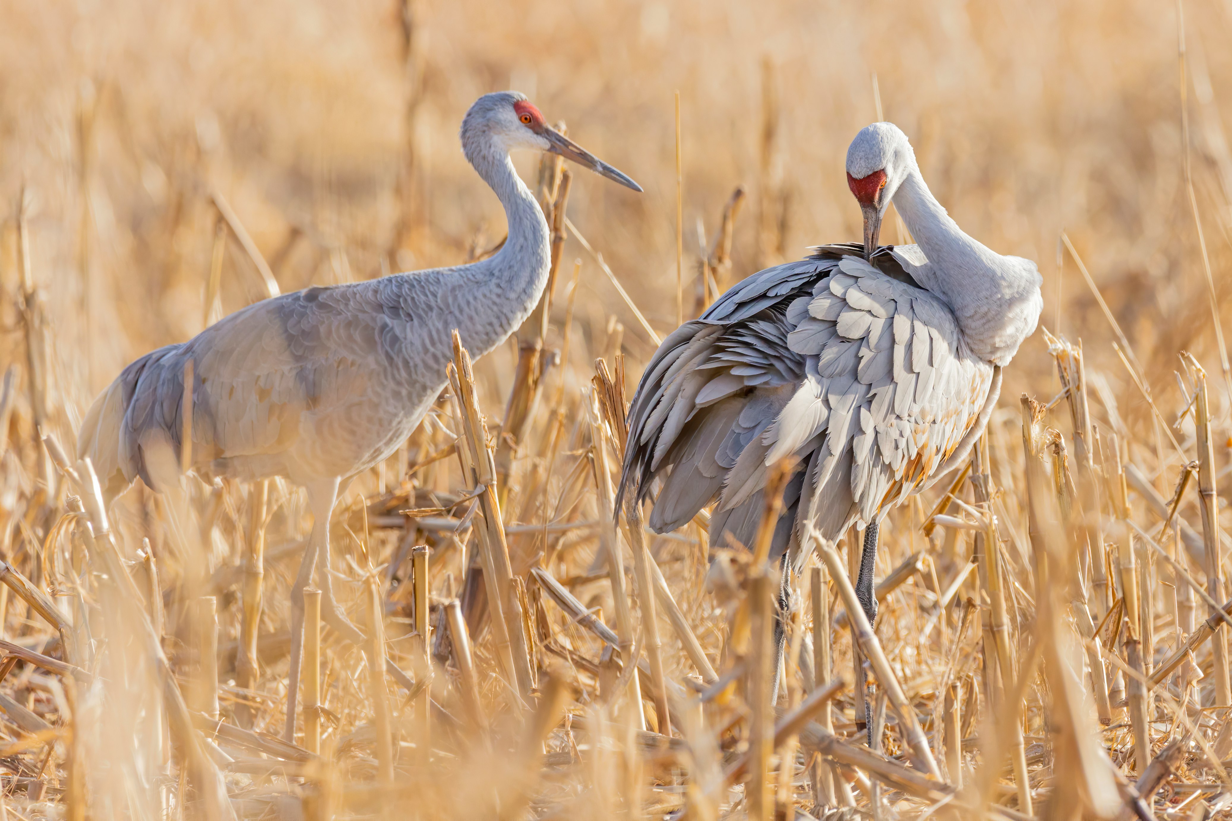 two white birds surrounded by brown wilted grass